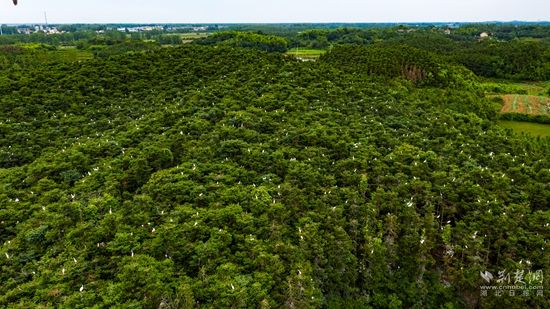 DJI_0408生態(tài)鄉(xiāng)村白鷺齊飛 雷平攝.jpg.jpg